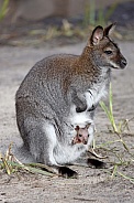 red-necked wallaby or Bennett's wallaby (Macropus rufogriseus)