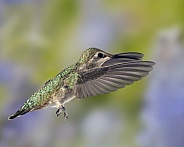 Hummingbird - Female or Immature Male