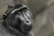 Sulawesi Crested Macaque Close Up Face Shot