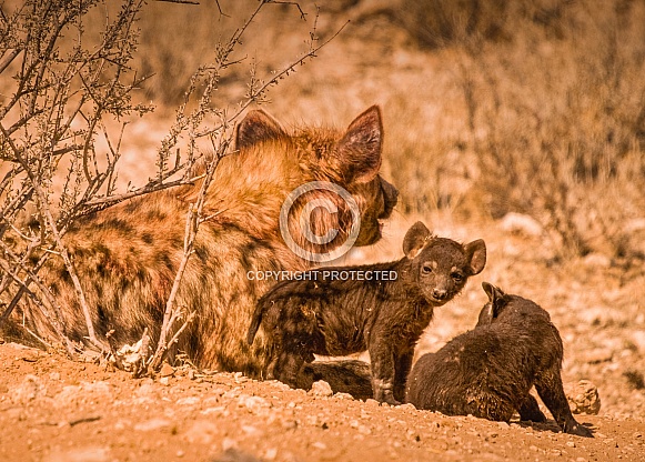 Hyena with Babies