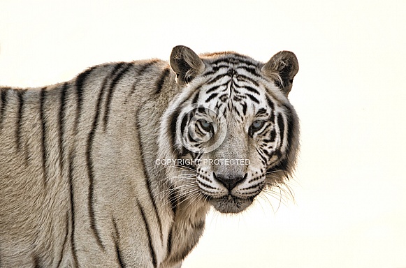 Tiger - White Tiger, White Background