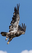 Juvenile American Bald Eagle Flying