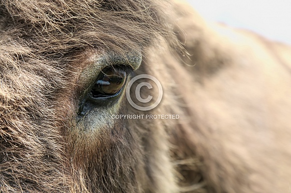The donkey's eye