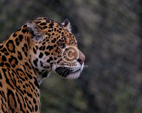 Jaguar portrait.