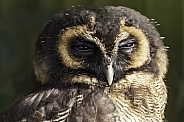 Brown Wood Owl Close Up Face Shot