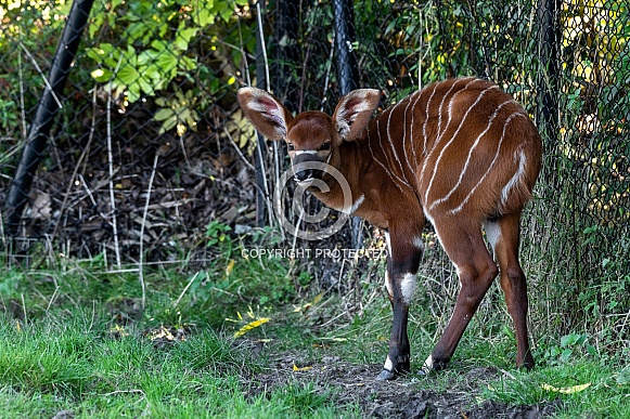 Bongo Antelope Calf Baby Full Body