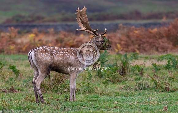 Fallow Deer (buck)