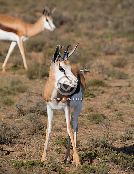 Springbok Portrait
