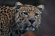 African Leopard