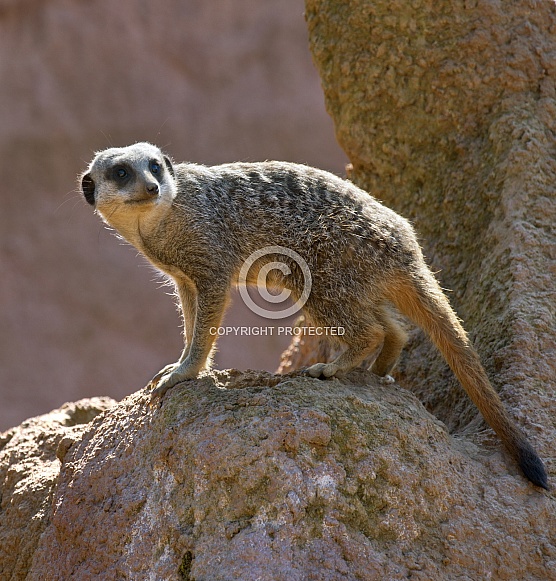 Meerkat - Kalahari Desert - Botswana