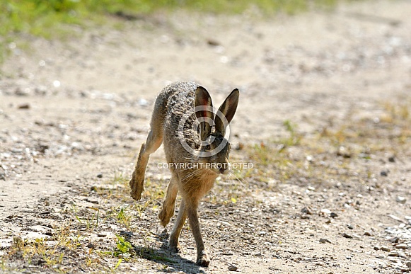Young Brown Hare