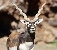 Black Buck Antelope