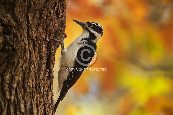 Autumn Hairy Woodpecker