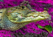 Fuschia Flower Crocodile Portrait, Saltwater Crocodile