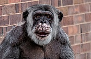 Chimpanzee Close Up Head Shot
