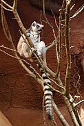 Ringtailed Lemur