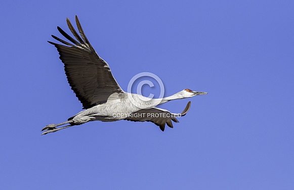 Sandhill crane flying against a blue sky