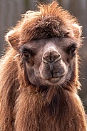 Bactrian Camel Close Up