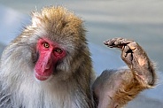 japanese macaque (Macaca fuscata)