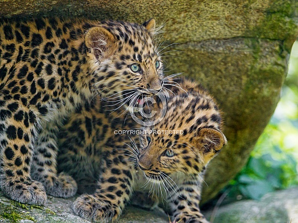 Amur leopard cubs