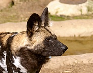 African Wild Dog