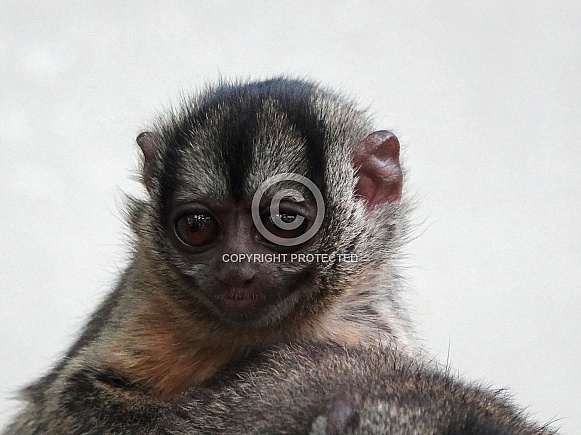 Gray-Handed Night Monkey