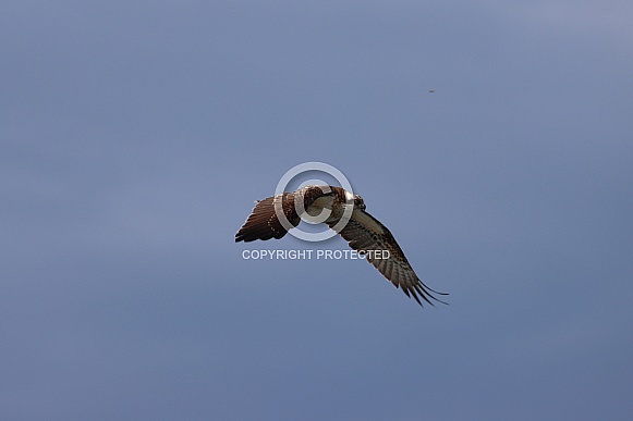Eastern Osprey In Flight