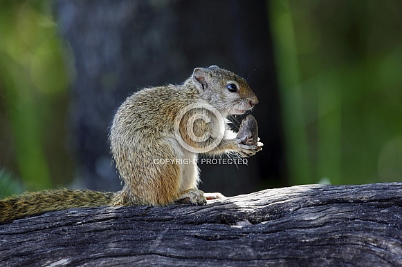 Cape Ground Squirrel - Botswana