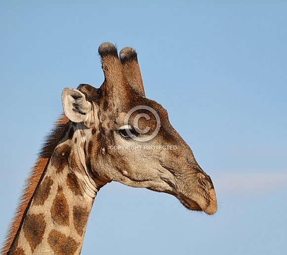 Giraffe Head Shot