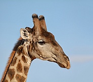 Giraffe Head Shot
