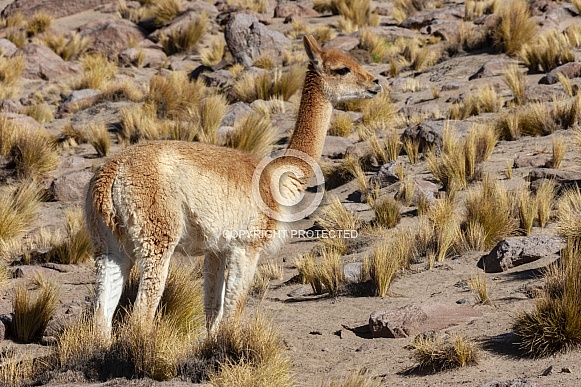 Guanaco - Atacama Desert - Chile