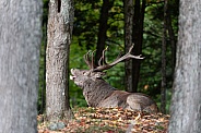 Red deer stag