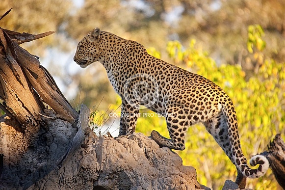 Leopard - Okavango Delta - Botswana