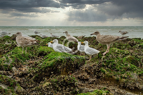 Herring gull on the coast