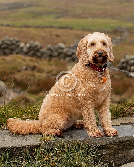 Cockapoo Dog Sitting Outdoors in Colour