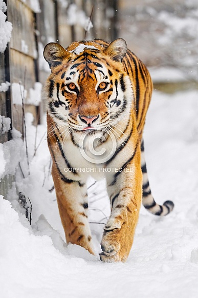 Tiger walking in snow