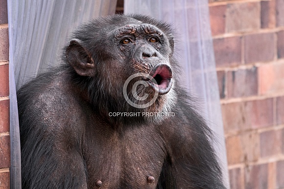 Chimpanzee Vocalising Face Shot