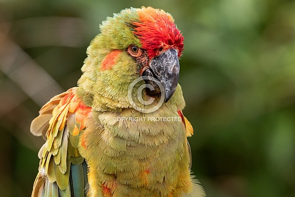 Red Fronted Macaw Close Up