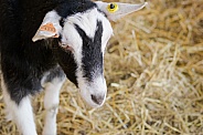 Toggenburg Goat