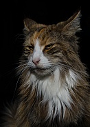 Long Haired Domestic Cat