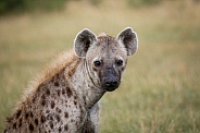 Hyena (wild)