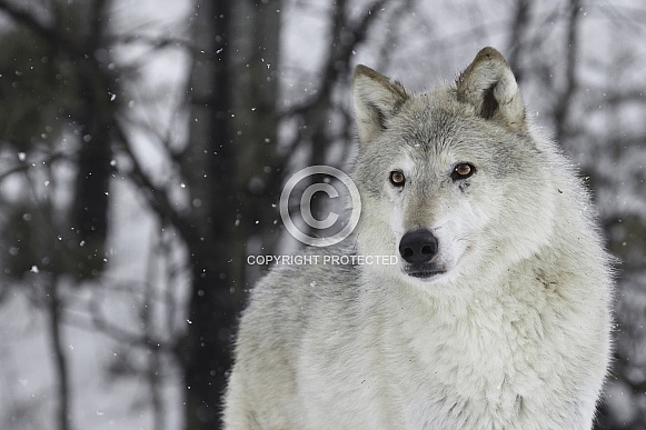 Tundra Wolf-Snow Storm Wolf