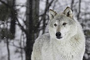 Tundra Wolf-Snow Storm Wolf