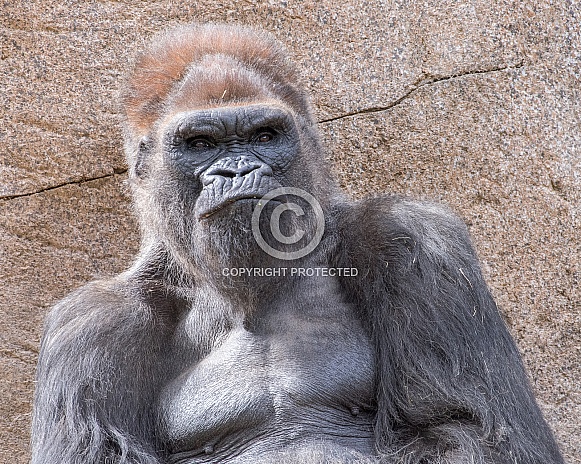 Western Lowland Gorilla Portrait (Male)