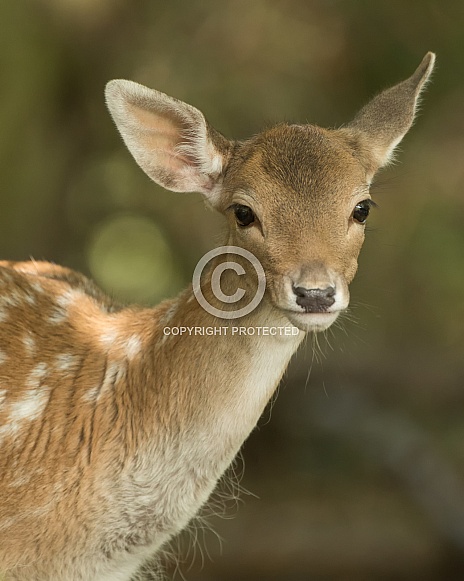 Fallow Deer Fawn Portrait