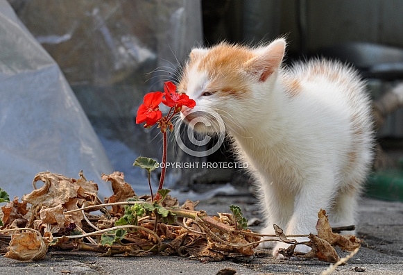 Kitti and the Flower