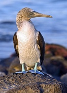 Blue-footed Booby - Galapagos Islands