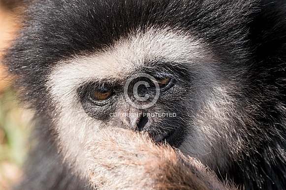 Lar Gibbon Face Shot Hand Covering Mouth
