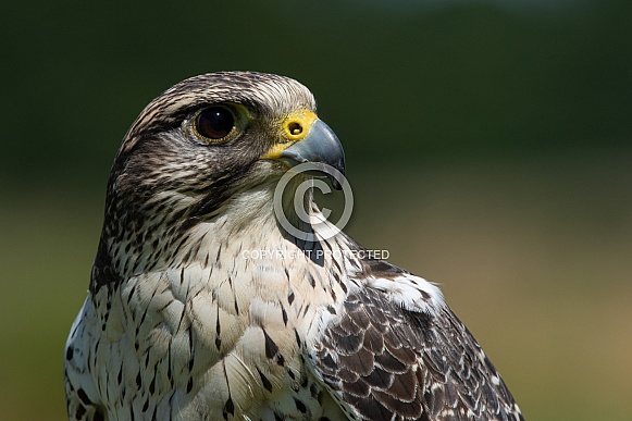 Peregrine falcon portrait