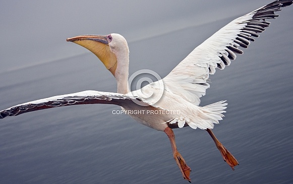 Flying with a Great White Pelican